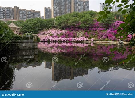 長沙哪裏看櫻花?是選擇花橋公園還是岳麓山?