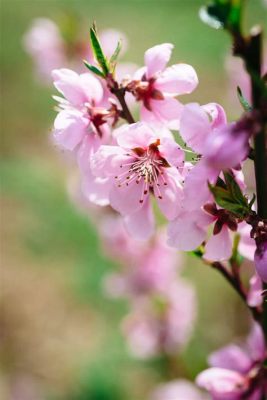 内江哪裏可以看桃花？桃花源地的探索與遐想